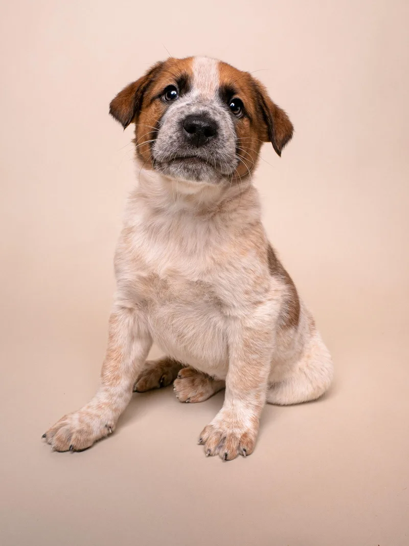 Crime: Alibi thumbnail 2