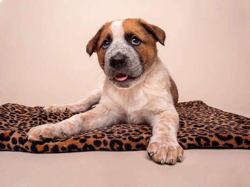 Crime: Alibi thumbnail 3