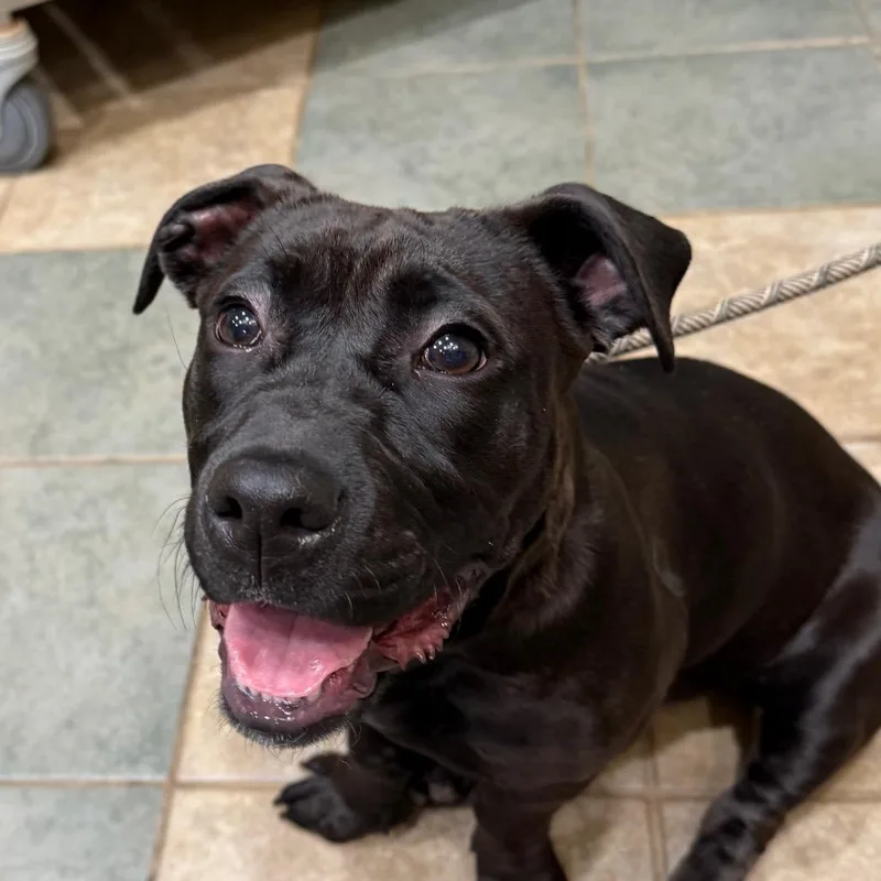 A young medium-sized female Brown / Chocolate Mixed Breed dog named Torpedo for adoption in Chattanooga, TN