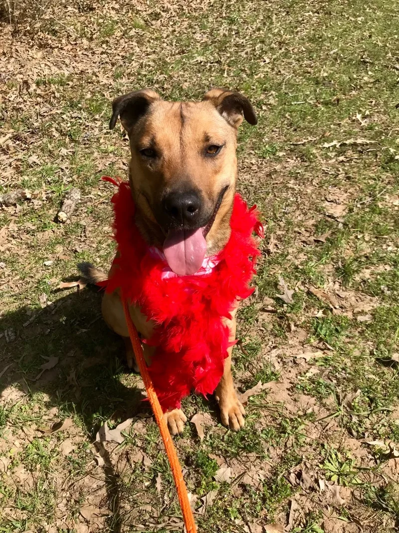 Brittany thumbnail 2