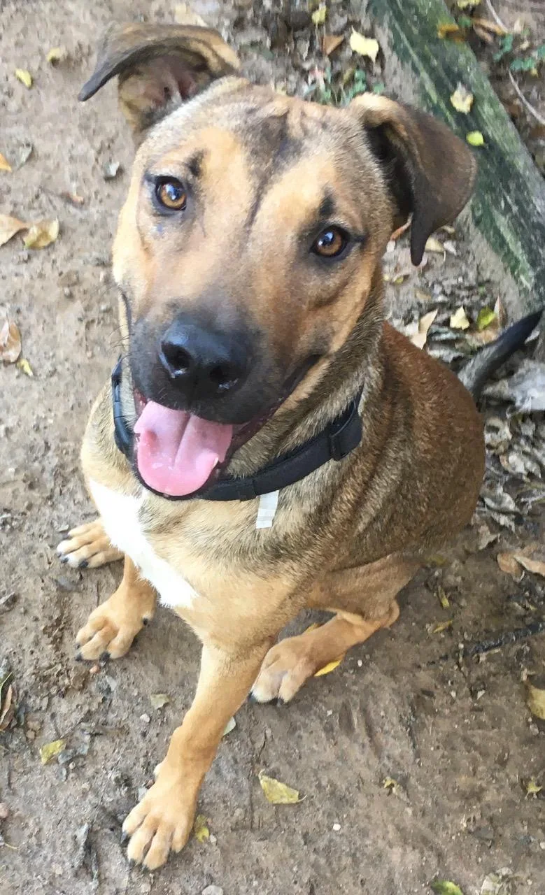 Brittany thumbnail 3