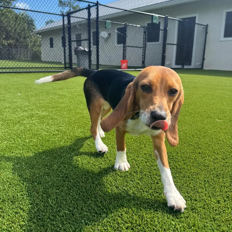 An adult small-sized female Yellow / Tan / Blond / Fawn Beagle dog named Gamora for adoption in LOXAHATCHEE, FL