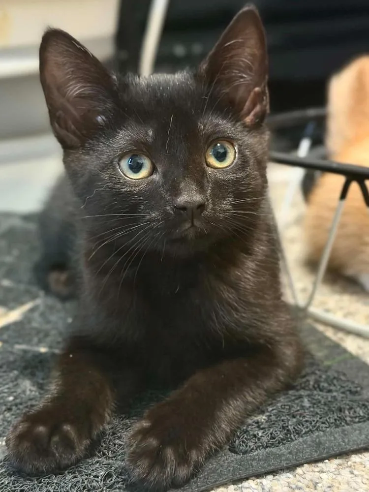 A baby small-sized female Black Domestic Short Hair cat named Pepperoni for adoption in West Mifflin, PA