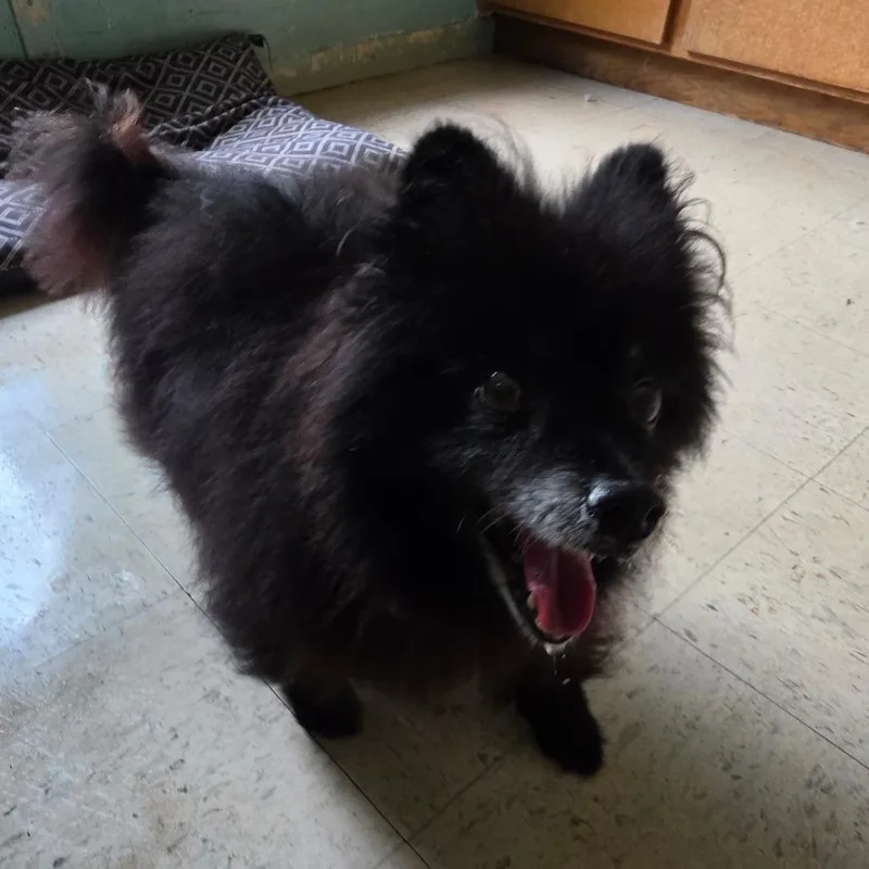 A senior small-sized male Pomeranian dog named Bear for adoption in Melrose, FL