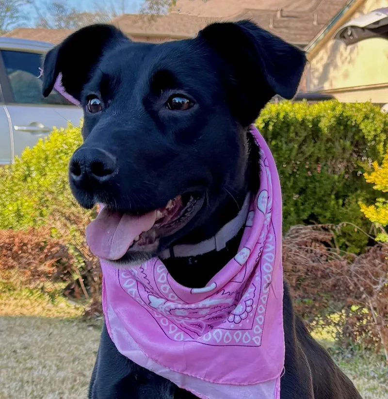 A young medium-sized female Black Labrador Retriever dog named Gigi  Love Bug for adoption in Cypress, TX