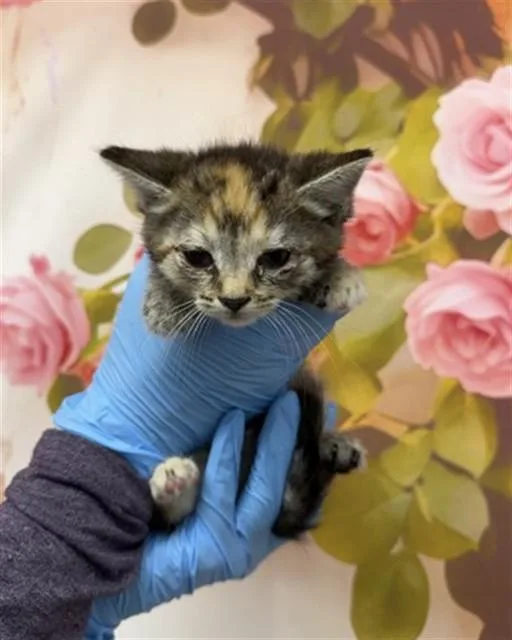 A baby small-sized female Domestic Medium Hair cat named Selena for adoption in San Bernardino, CA