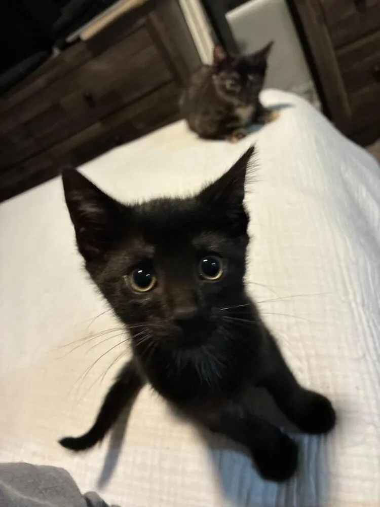 A baby small-sized male Black Domestic Short Hair cat named Leo for adoption in Mooresville, NC