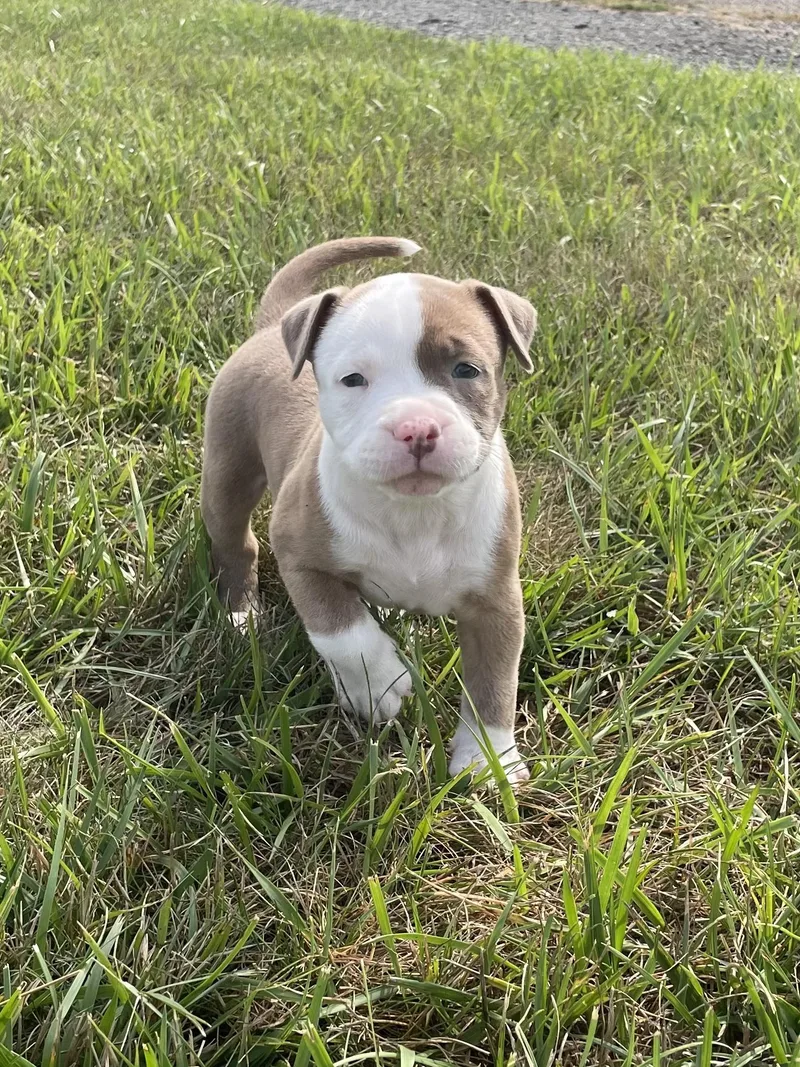 A baby large-sized male Pit Bull Terrier dog named Mango for adoption in Hamilton, NJ