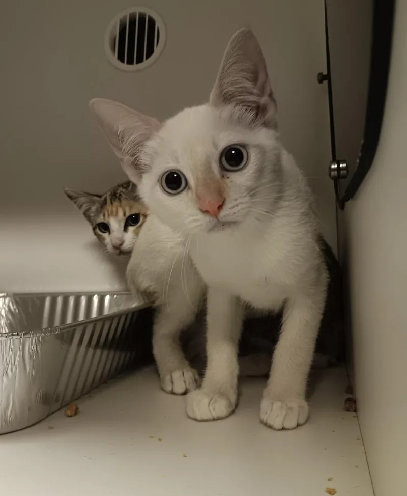 A baby medium-sized female Domestic Short Hair cat named Leaf for adoption in New Braunfels, TX