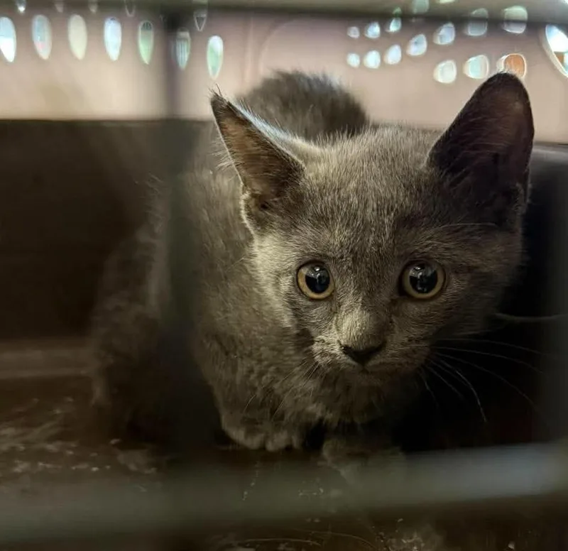 A baby small-sized female Domestic Short Hair cat named Smoke for adoption in Rockwall, TX