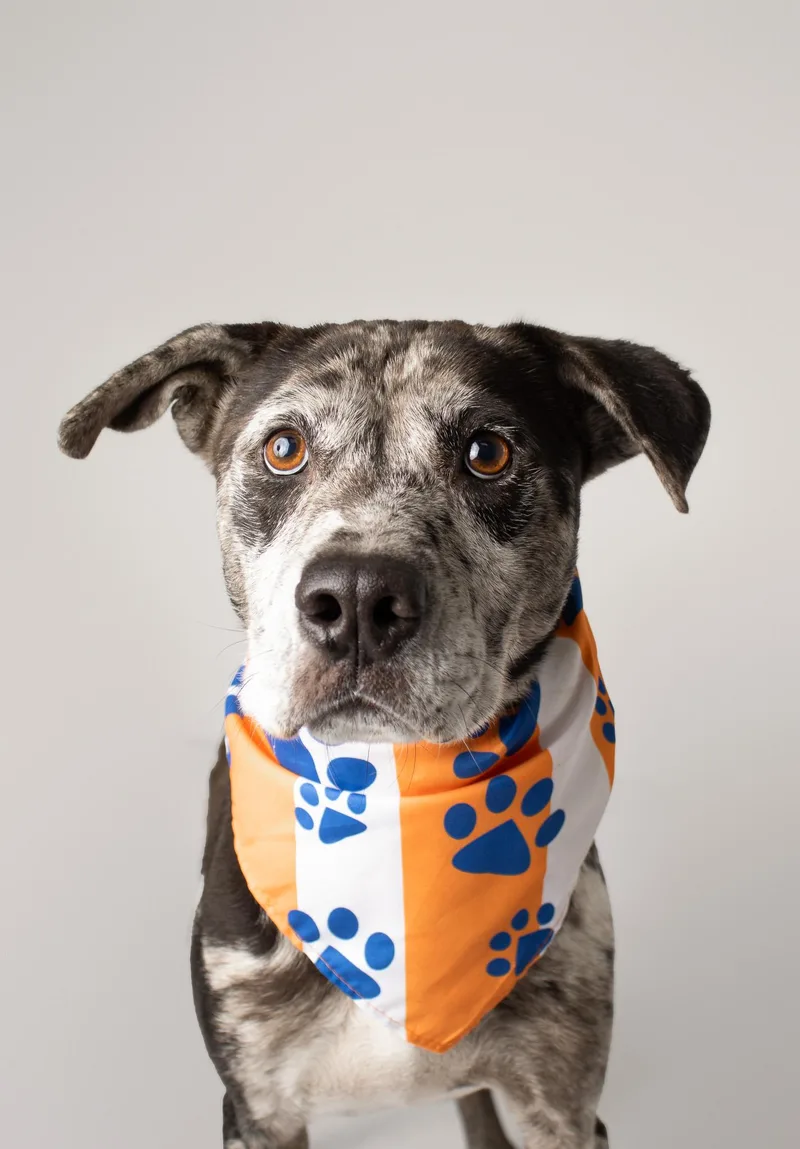 An adult medium-sized male Catahoula Leopard Dog dog named Merlin for adoption in Plaquemine, LA