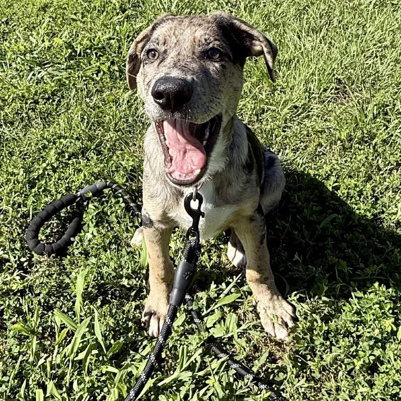 A baby large-sized male Gray / Blue / Silver Catahoula Leopard Dog dog named Carter K for adoption in Union, MO
