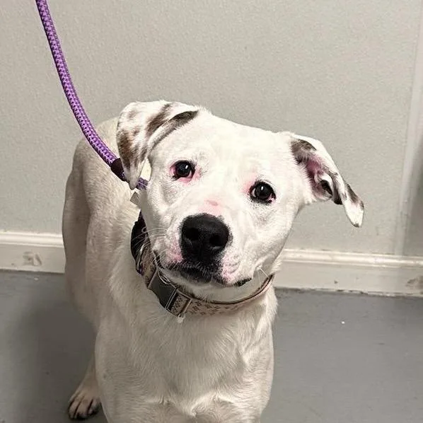 A young small-sized female White / Cream Mixed Breed dog named Jello for adoption in Troy, IL