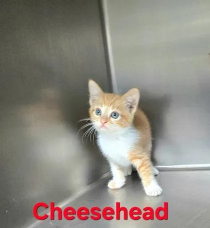 A young medium-sized female Domestic Short Hair cat named Cheesehead for adoption in Sullivan, IN