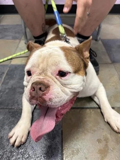 An adult medium-sized male White / Cream English Bulldog dog named Mars for adoption in El Paso, TX