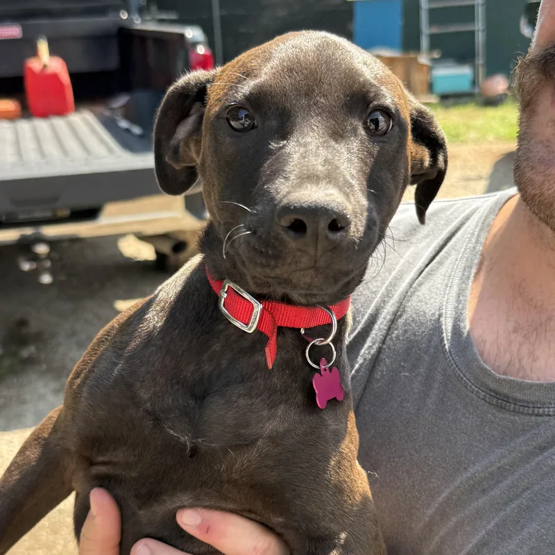 A baby medium-sized female Brown / Chocolate Labrador Retriever dog named Everleigh for adoption in Columbia, SC