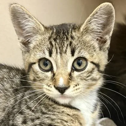 A baby medium-sized female Domestic Short Hair cat named Bellagio for adoption in Sacramento, CA