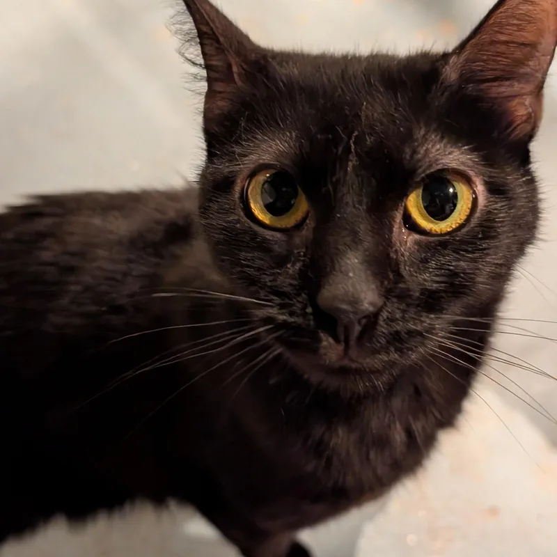 A young small-sized female Domestic Short Hair cat named Merita for adoption in Danville, VT