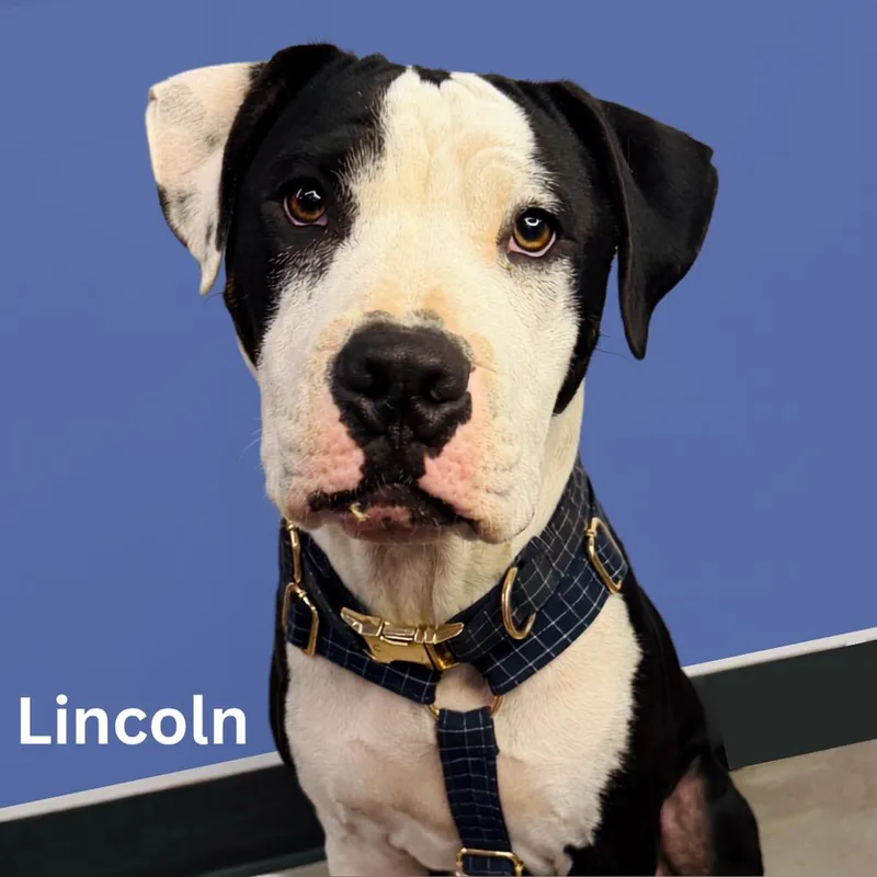 A young medium-sized male White / Cream Pit Bull Terrier dog named LIncoln for adoption in Tulsa, OK
