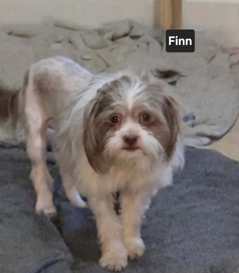 A young small-sized male Shih Tzu dog named Finn for adoption in Suffolk, VA