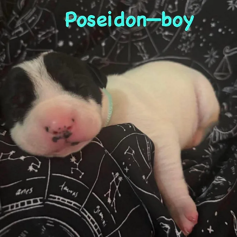 A baby medium-sized male Black Mixed Breed dog named Poseidon for adoption in St. Peters, MO