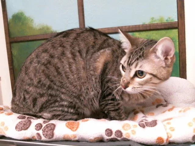 A young medium-sized female Domestic Short Hair cat named Emmie for adoption in Houston, TX