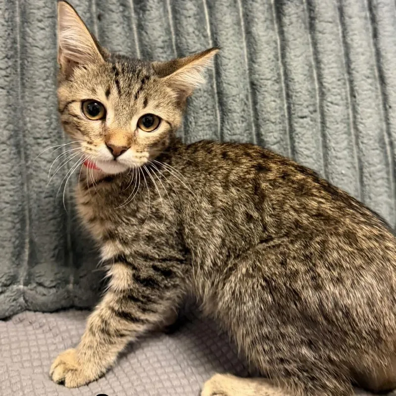 A baby small-sized male Brown / Chocolate Domestic Short Hair cat named Stryx for adoption in Buffalo, MN