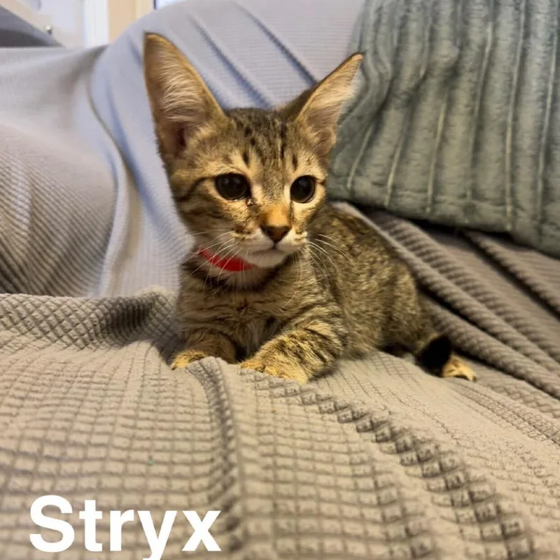 Stryx thumbnail 2