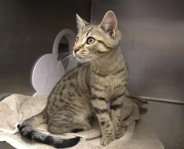A baby small-sized male Domestic Short Hair cat named Dima for adoption in Santa Rosa, CA