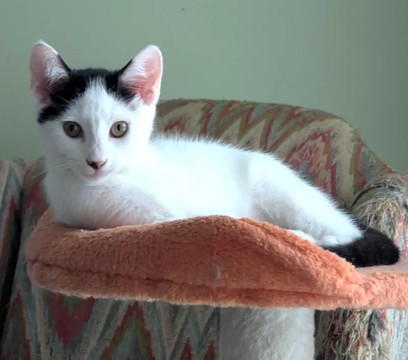 A baby medium-sized male Domestic Short Hair cat named Deuces for adoption in Jamaica Plain, MA