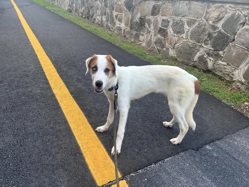 A young medium-sized male Great Pyrenees dog named Franklin for adoption in Cumberland, RI
