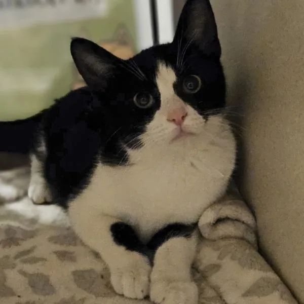 A baby medium-sized female Domestic Short Hair cat named Farrah for adoption in Oakland, CA