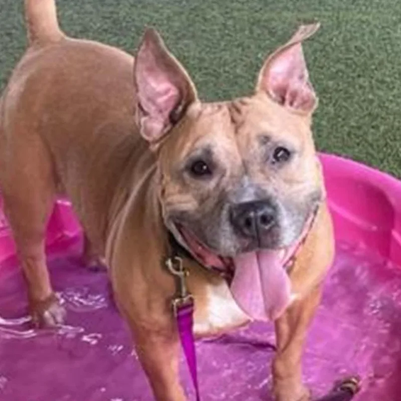 An adult small-sized female Brown / Chocolate Mixed Breed dog named Lovely for adoption in Bangall, NY