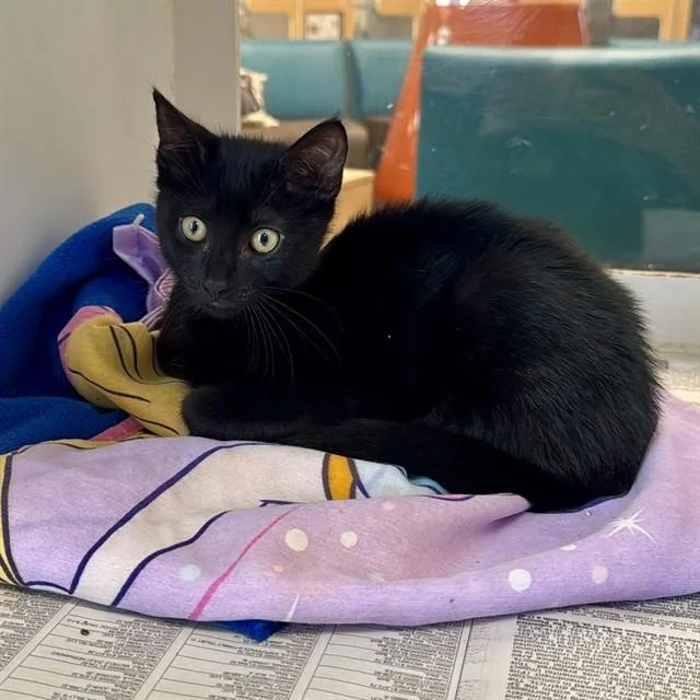 A baby small-sized male Domestic Short Hair cat named Parker for adoption in Riverside, CA