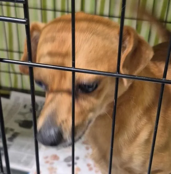 An adult small-sized male Chihuahua dog named Tank for adoption in Dallas, GA
