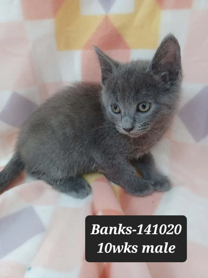 Banks