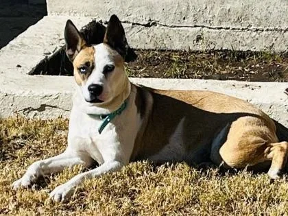 Dakota