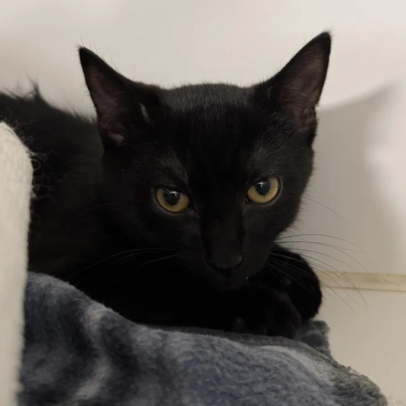 A young medium-sized male Black Domestic Short Hair cat named Ramone for adoption in Reisterstown, MD