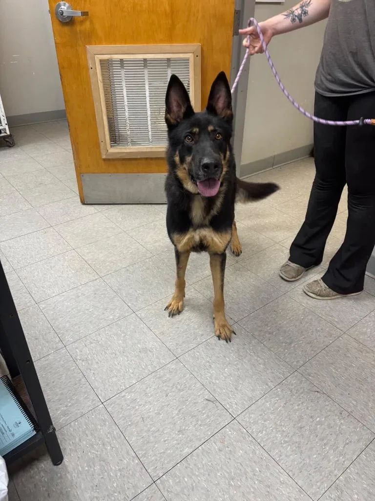 An adult medium-sized female German Shepherd Dog dog named Loki for adoption in Sorrento, LA