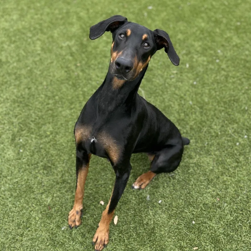 An adult large-sized female Black Doberman Pinscher dog named Ruby for adoption in LOXAHATCHEE, FL