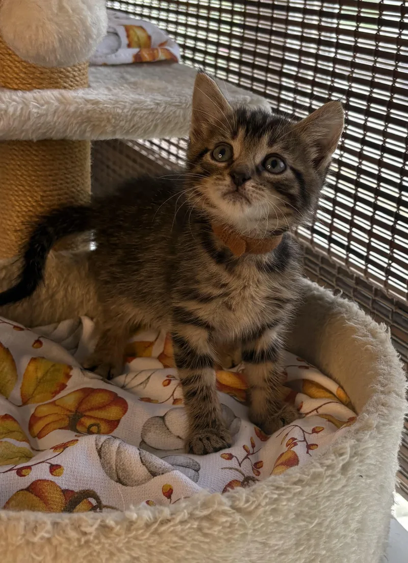 A baby medium-sized male Tabby (Brown / Chocolate) Domestic Short Hair cat named Axel for adoption in Bethel, OH