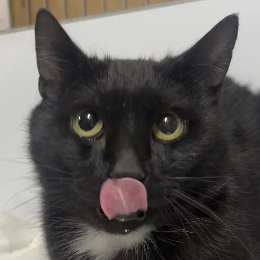 An adult large-sized male Black Domestic Short Hair cat named Fig for adoption in New York, NY