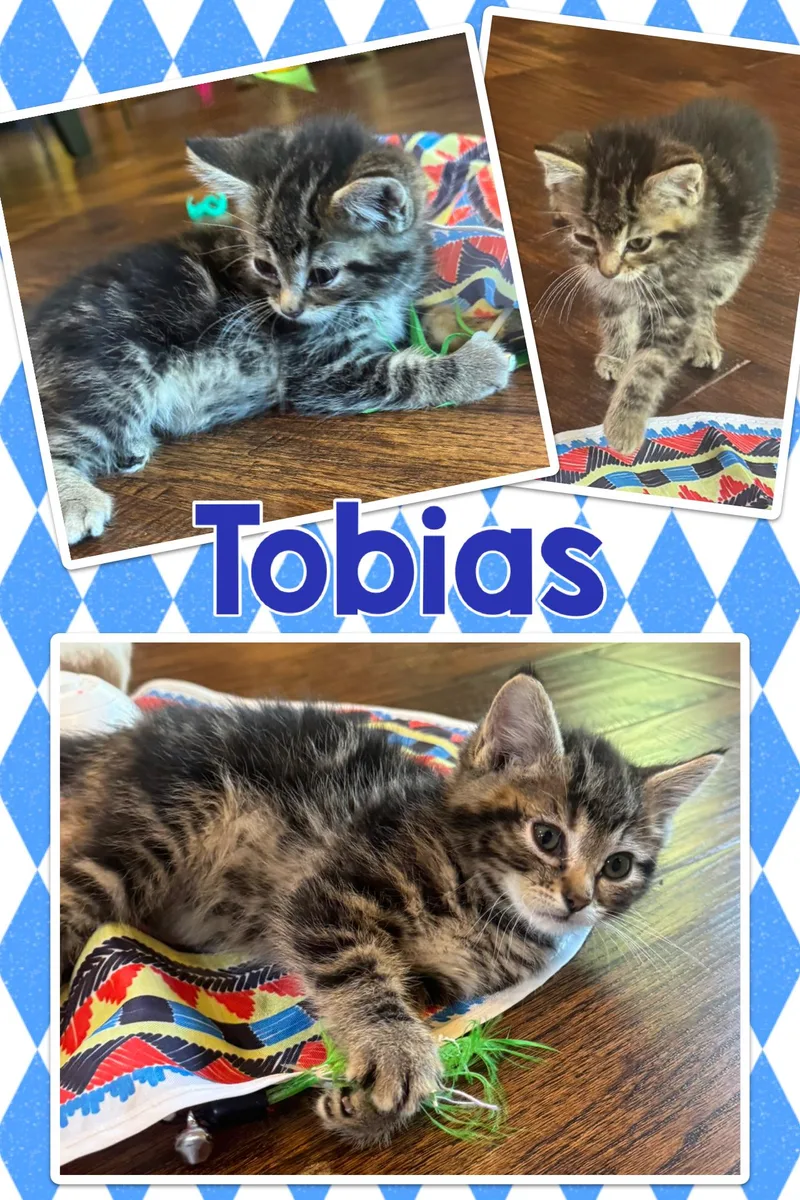A baby medium-sized male Tabby (Brown / Chocolate) Tabby cat named Tobias for adoption in Pasco, WA
