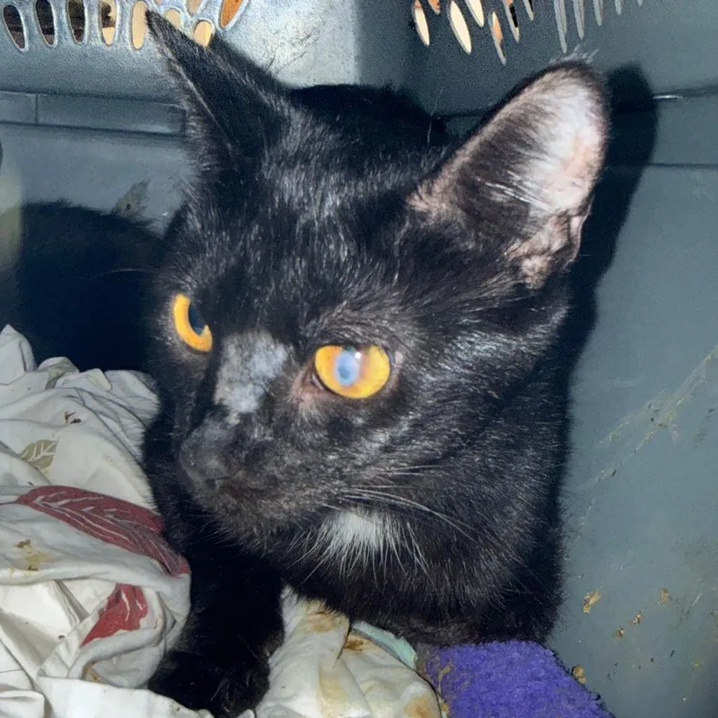 A young medium-sized female Black Domestic Short Hair cat named Sabrina for adoption in Ashtabula, OH