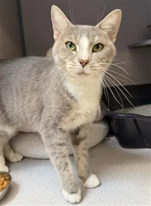 A young small-sized female Domestic Short Hair cat named Maria for adoption in Aliquippa, PA