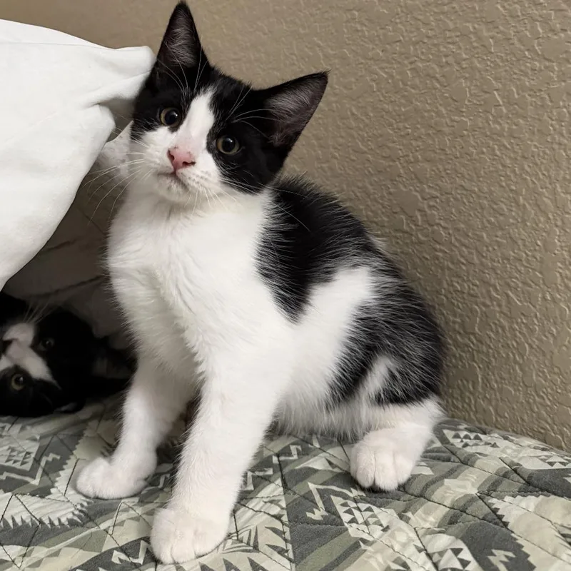 A baby small-sized male White Domestic Short Hair cat named Bucket for adoption in Riverside, CA