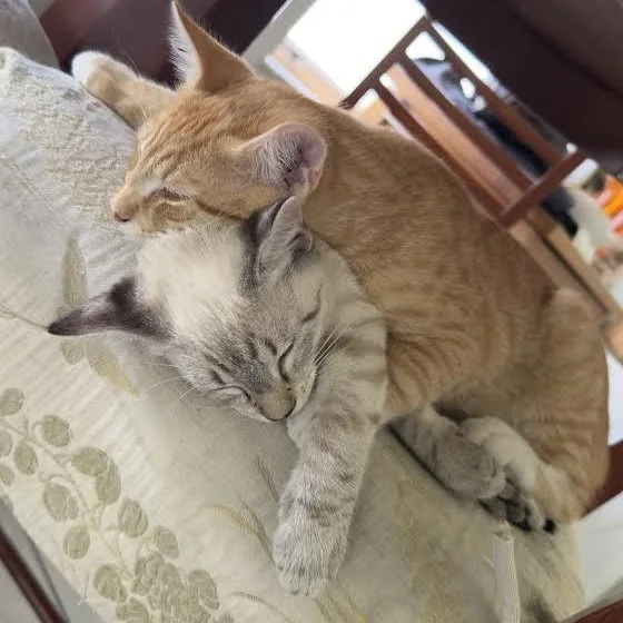 Oliver And Nala