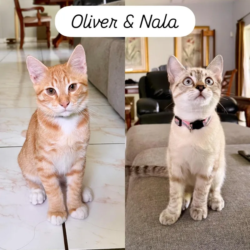 Oliver And Nala thumbnail 3