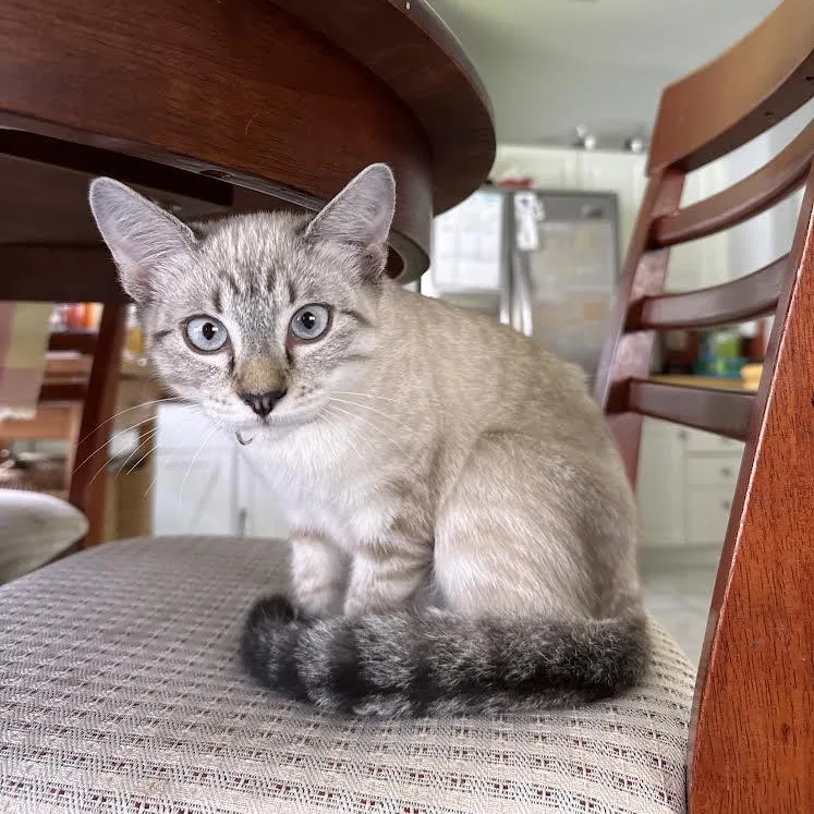 Oliver And Nala thumbnail 4