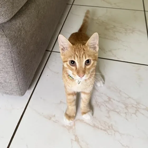 Oliver And Nala thumbnail 5